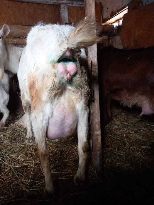 Vând capre de rasă cu tot cu ezi