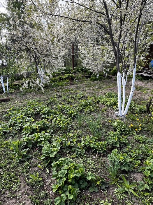 СРОЧНО!!!Продам дачу мечты