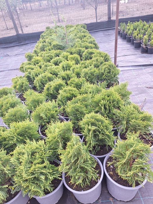 Tuya Leylandi pentru gard viu  crescuți în ghivece diferite mărimi