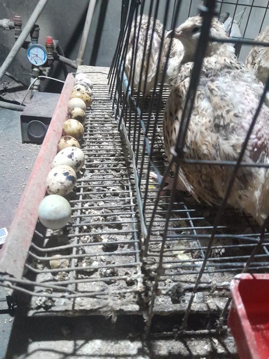 Prepelite de vânzare