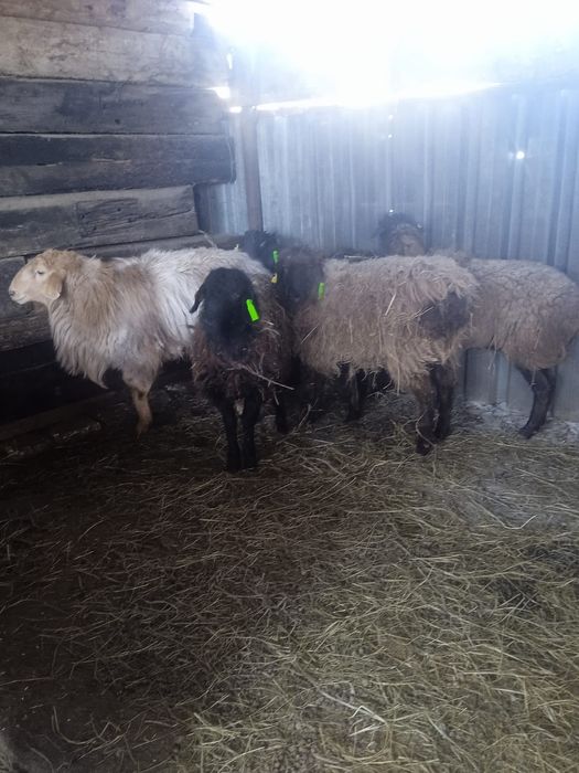 Қой сатылады күилері жаман емес