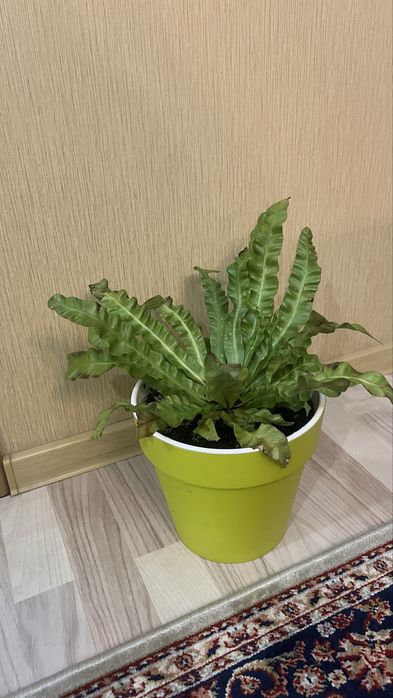 Продам цветок Асплениум-Костинец