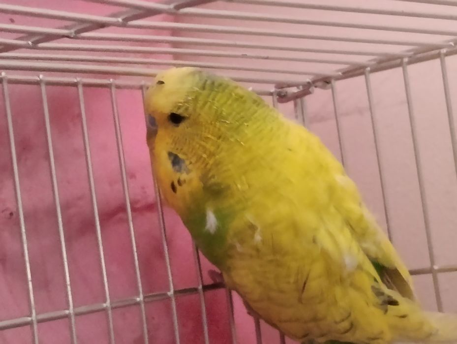 To'tiqush sotiladi qafasi bilan