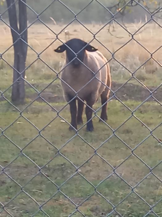 Vând 5 oi suffolk  ai 1 berbec