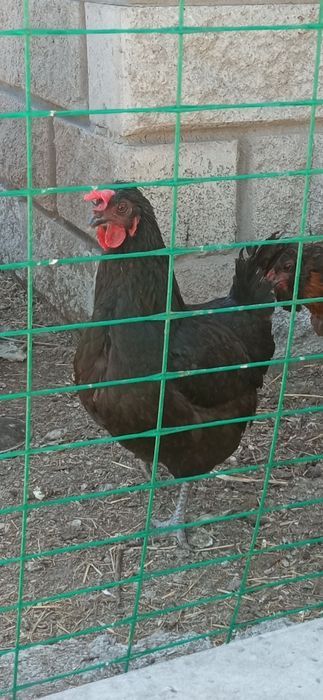 Продам кур домашних