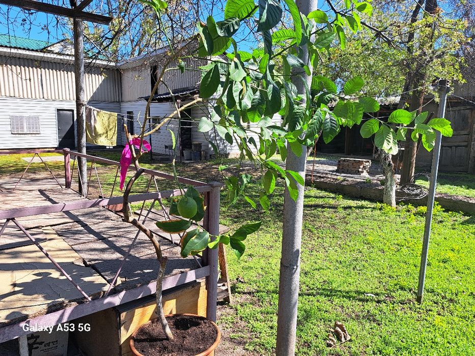 Дерево лимона плодоносящее