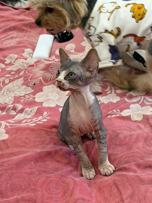 Котики сфинксы редкого окраса