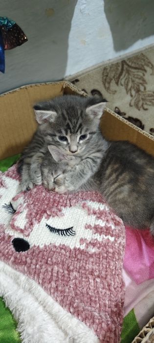 Отдам котенка,мальчик.