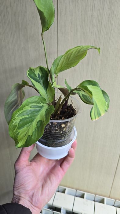 Продам комнатные цветы