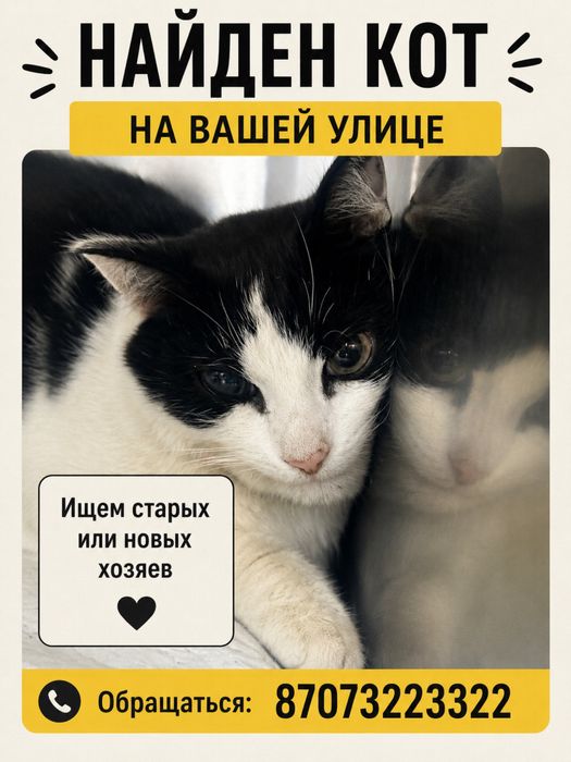 Котик ищет хозяев