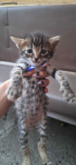 Подаряват се котенца