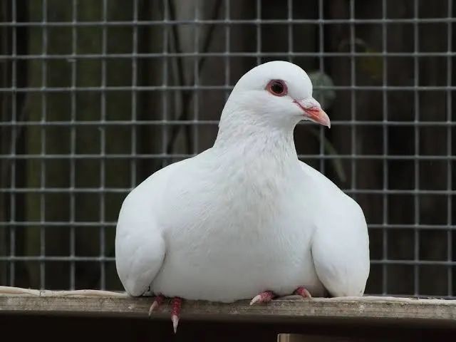 Perechi porumbei king