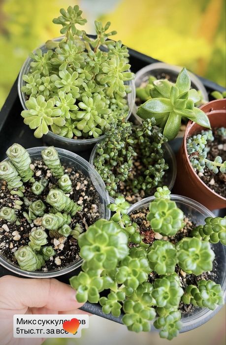 Суккуленты, церопегия вуда, пеперомия прострата