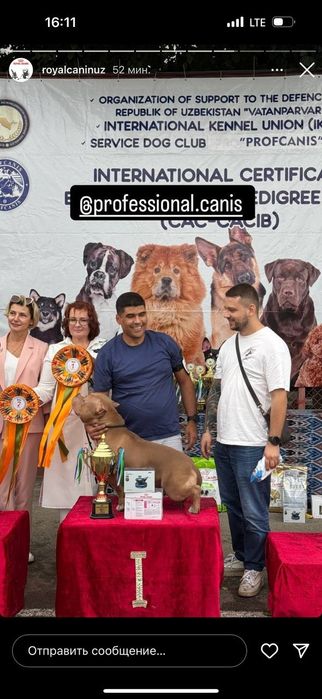 Дрессировка собак