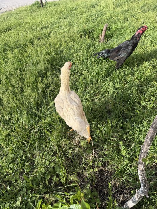 Бойцовский Корейская  куры белый чисто