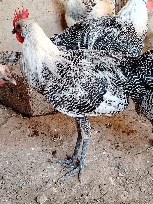 Zotor horozla sotiladi 100000 mindan