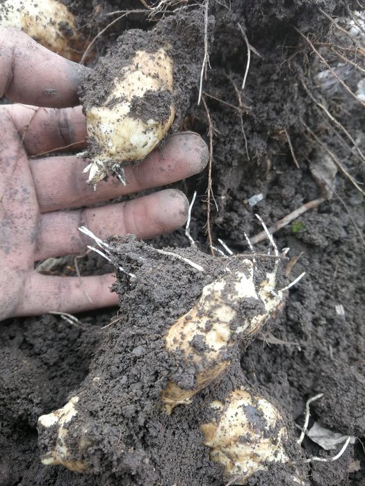 Земна ябълка. Ералма. Гулия. Йерусалимски Артишок