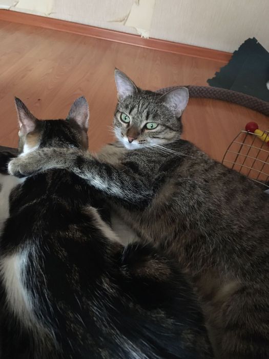 Отдадим кошку в любящий дом