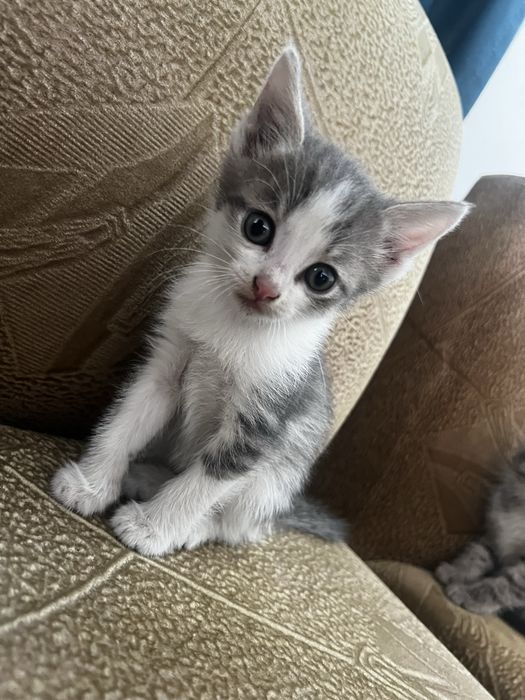 Котята, 1,5 мес, мальчики и девочки