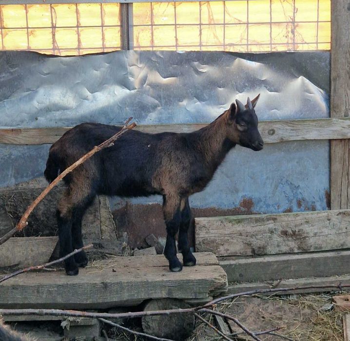 Vand 2 ieduti rasa alpina franceza
