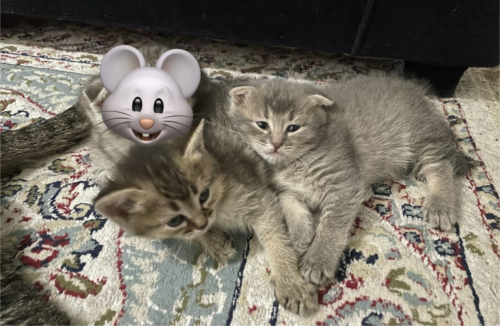Котята в добрые руки