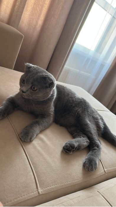 Отдам котенка британца