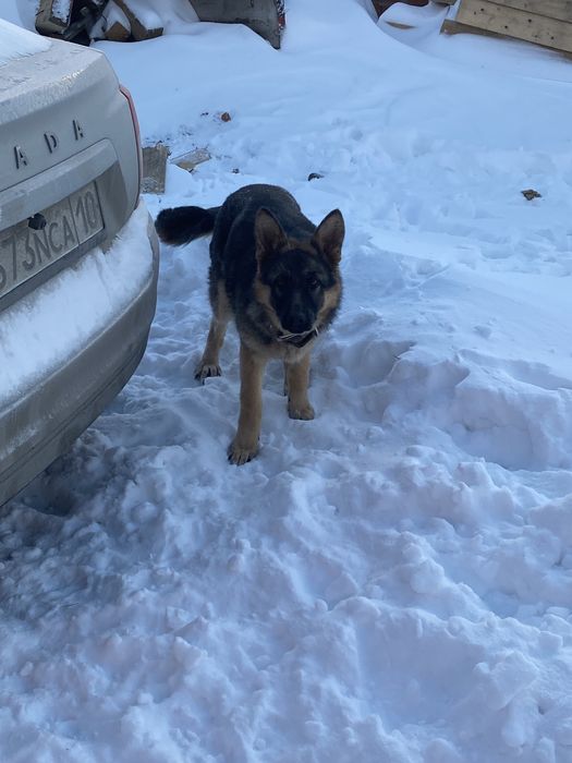 Немечкая овчарка