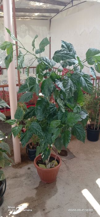 Gular dekarativniy xarxil gular bor 150 mindan 300 mingacha