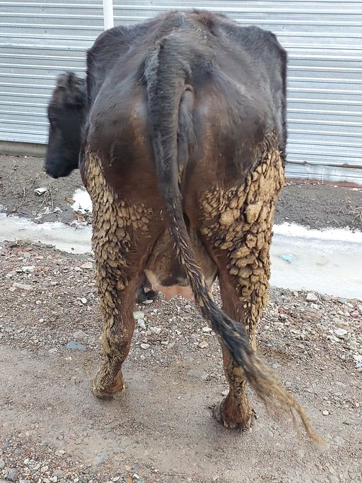 Продам молочную корову