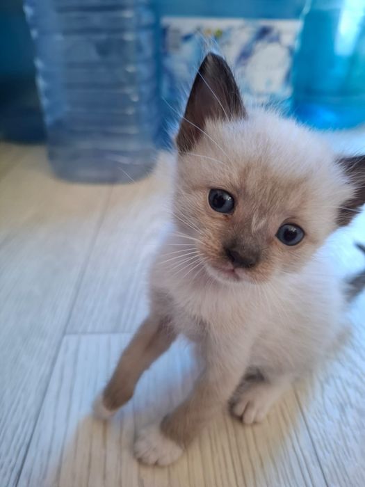 Сиамские котята! Очень добрые