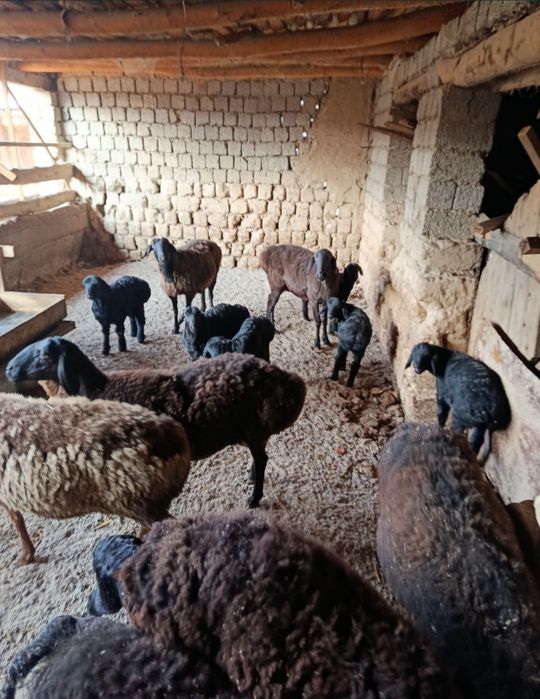 ona bola qoy onasi yiri zotli