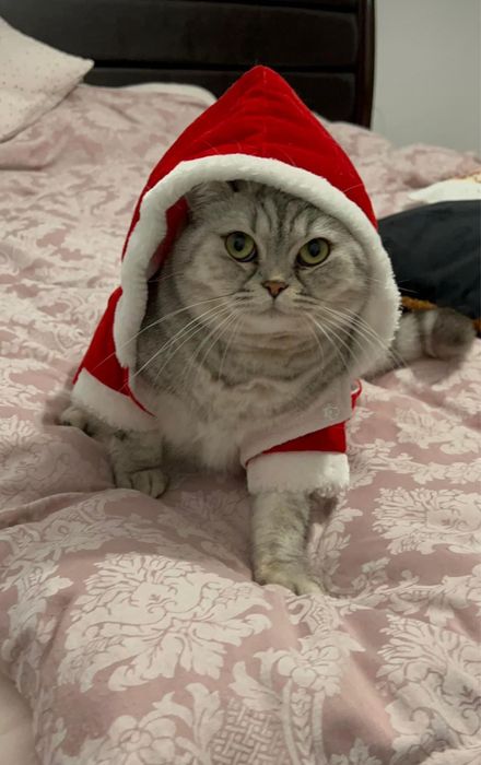 Transport express caini/pisici