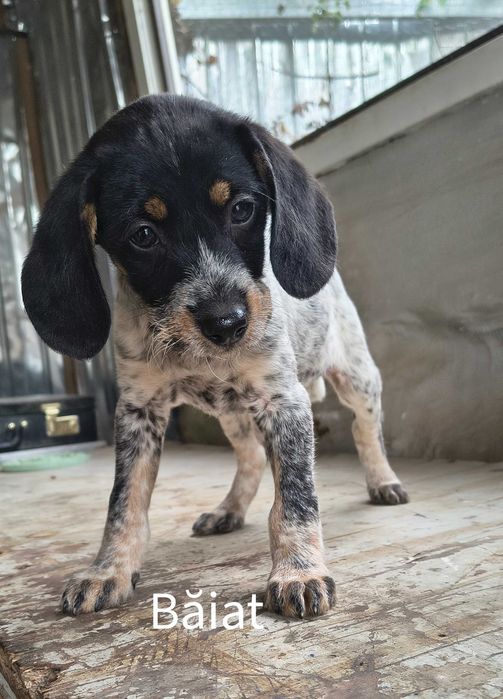 Spre adopție: 5 puiuți energici și iubitori (2 fetițe și 3 băieței)