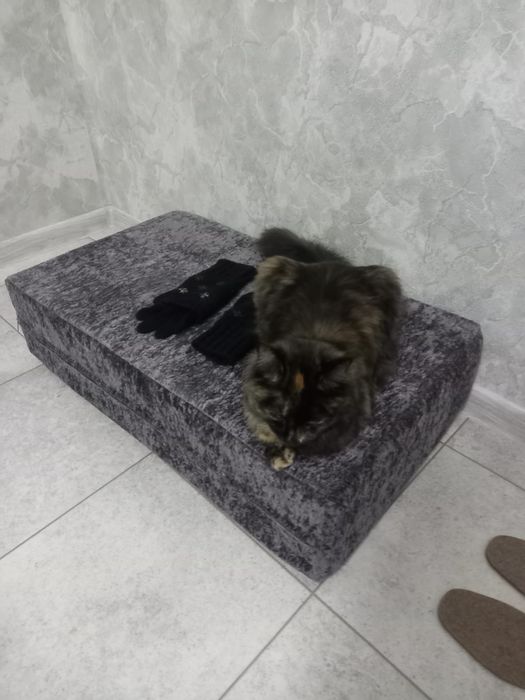 Отдам кошечку в хорошие руки