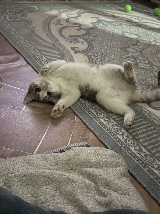Кошка, котенок девочка