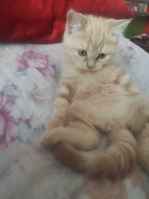 Skotish strayt malchik