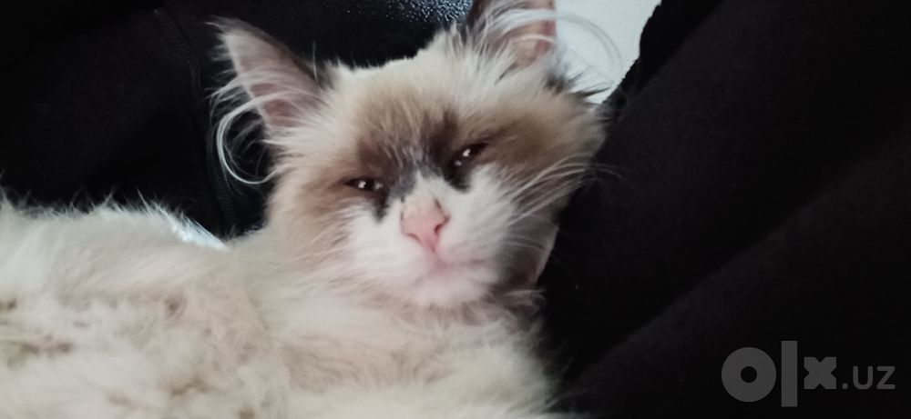 котенок породы рэгдолл