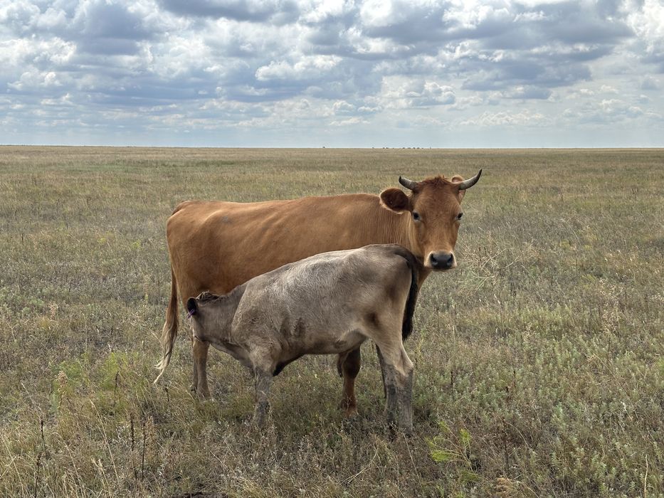 Скот сиыр сиыр сиыр