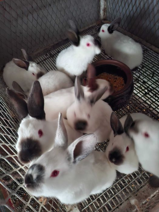 Заици Калифорниици