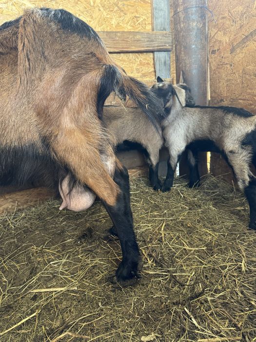 Capră de rasă alpină