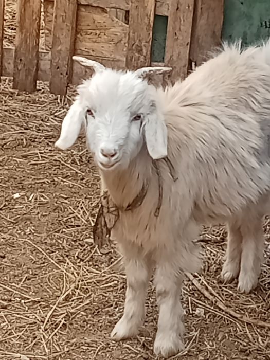 Ешки сатылады жаксы куйде
