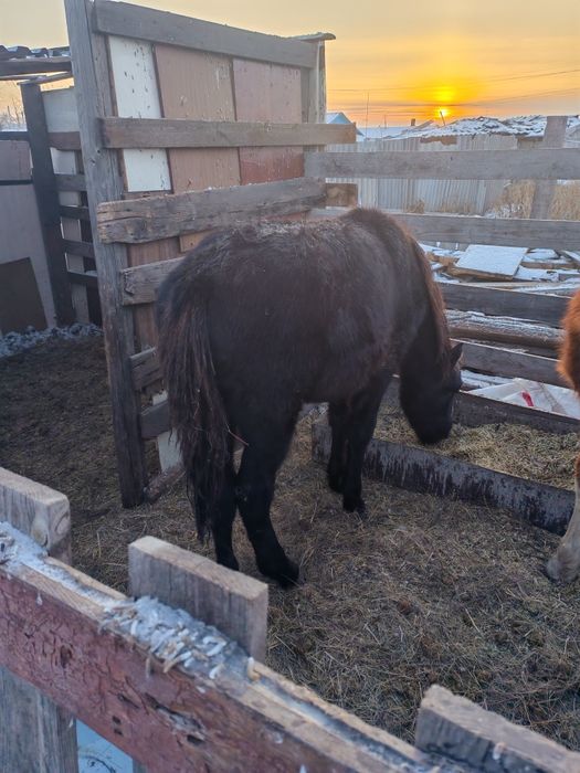 Жабагы 8 мес 2 головы