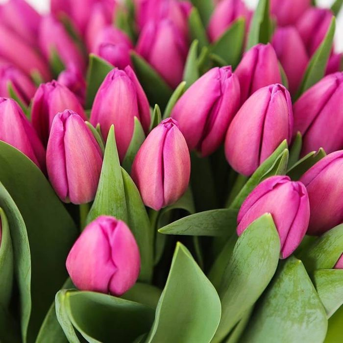 Предзаказ тюльпаны на 8 марта