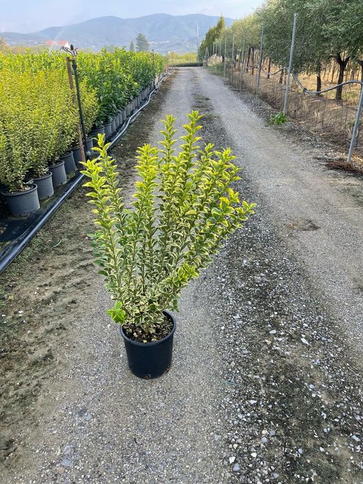 Prunus laurocerasus tufa ideal pentru a forma un gard viu