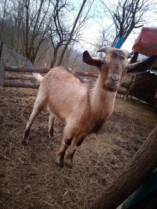 Țap alpin francez de vânzare