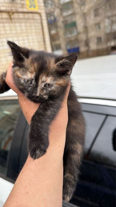Нашли на улице котенка (девочка). Ищем добрые руки
