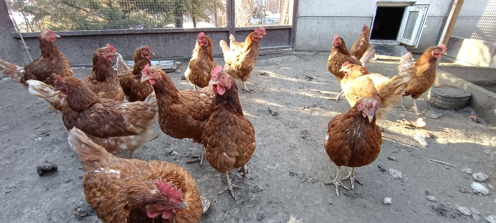 Куры Ломан Браун курица