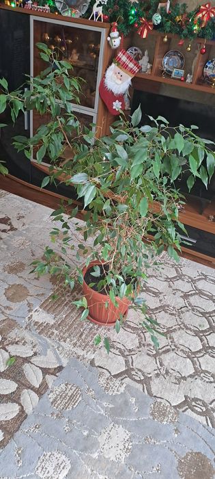 Цветок Фикус Бенджамина