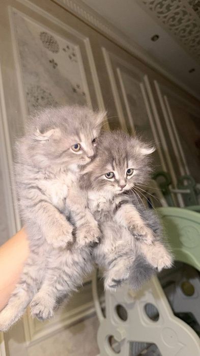Продаются 1.5 месячные котята породные!!