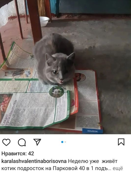 Отдам кота кошку